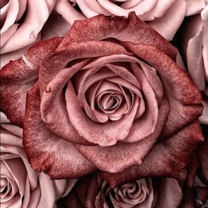 Meet your Posher, Danique